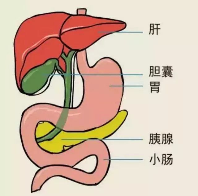 成都胆结石医院揭秘：胆囊是如何发挥消化功能的？(图1)