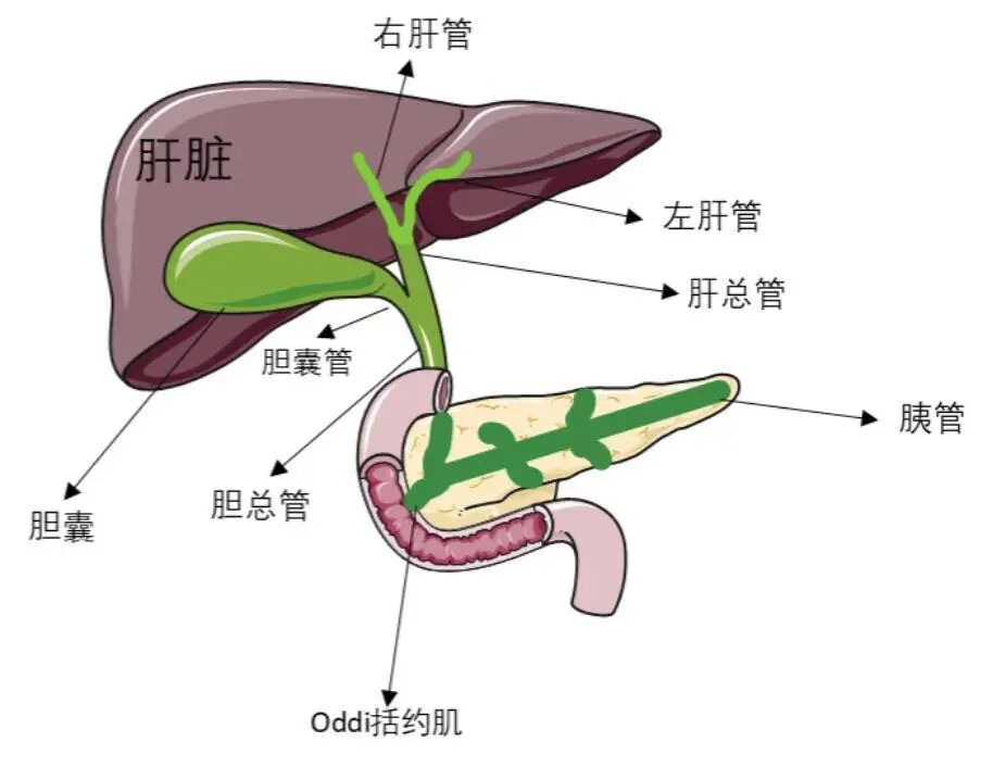 沉默的胆囊结石：不痛不痒，却可能悄悄“引爆”肝胰危机【四川结石病医院】(图2)