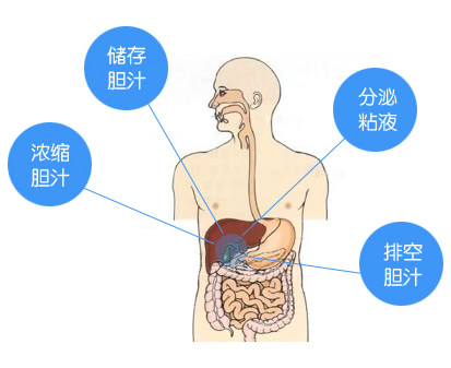 保胆取石症状——四川结石病医院